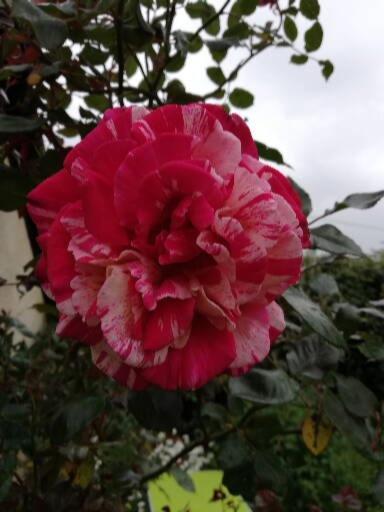 Au Coeur Du Jardin Casa vacanze *